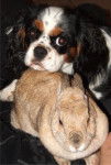Fripon et Caramelle - Cavalier King Charles Spaniel