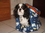 Fripon, Cavalier King Charles de 10 mois - Cavalier King Charles Spaniel (10 mois)