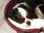 Fripon, 10 mois Cavalier King Charles - Cavalier King Charles Spaniel (10 mois)