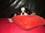 Fripon a 6 mois - Cavalier King Charles Spaniel (6 mois)