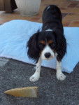 Endy petite Cavalier King Charles de 16 mois - Cavalier King Charles Spaniel (1 an et 4 mois)