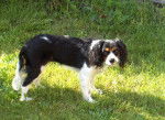 Endy femelle Cavalier King Charles 16 mois - Cavalier King Charles Spaniel (1 an et 4 mois)