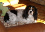 Awen 6 ans - Cavalier King Charles Spaniel (6 ans)