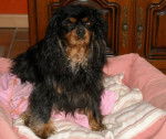 Bingo 4 ans - Cavalier King Charles Spaniel (4 ans)