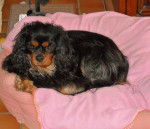 Bingo, Cavalier King Charles 4 ans - Cavalier King Charles Spaniel (4 ans)