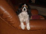 Awen cavalier king Charles 6 ans - Cavalier King Charles Spaniel (6 ans)
