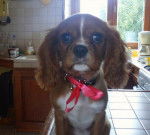 Lady, petite femelle Cavalier King Charles - Cavalier King Charles Spaniel