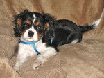 Frimousse petite Cavalier King Charles - Cavalier King Charles Spaniel