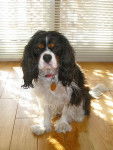 Frimousse Cavalier King Charles - Cavalier King Charles Spaniel