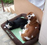 Dream, jeune Cavalier King Charles - Cavalier King Charles Spaniel