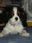 La belle Hissys Cavalier King Charles 3 mois - Cavalier King Charles Spaniel (3 mois)