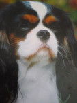 buffy - Cavalier King Charles Spaniel (5 ans)