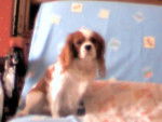 comette - Cavalier King Charles Spaniel (5 ans)