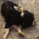 Heidji - Cavalier King Charles Spaniel Mâle (2 ans)