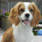 Penny - Cavalier King Charles Spaniel (1 an)