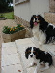 falone et diva - Cavalier King Charles Spaniel (9 mois)