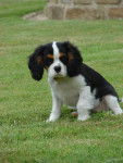 falone - Cavalier King Charles Spaniel (9 mois)
