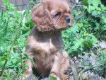 Eden - Cavalier King Charles Spaniel (3 mois)