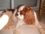 Flash à 11 mois ( réveil de sieste ) - Cavalier King Charles Spaniel Mâle (11 mois)