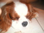 Dodo Flash ! 11 mois - Cavalier King Charles Spaniel Mâle (11 mois)