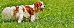 Cavalier King Charles - Cavalier King Charles Spaniel