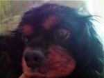 Betty - Cavalier King Charles Spaniel (8 ans)