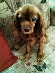 Susi - Cavalier King Charles Spaniel (9 ans)