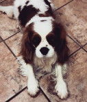 Rosie - Cavalier King Charles Spaniel (5 ans)