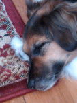 Shiloh - Cavalier King Charles Spaniel (14 ans)