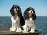 Photo Cavalier King Charles Spaniel