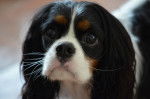 Photo Cavalier King Charles Spaniel