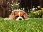 Photo Cavalier King Charles Spaniel