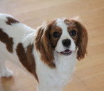 Photo Cavalier King Charles Spaniel