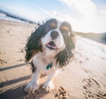 Photo Cavalier King Charles Spaniel