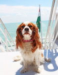 Photo Cavalier King Charles Spaniel