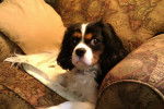 Peyton - Cavalier King Charles Spaniel (2 ans et 3 mois)