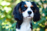 Photo Cavalier King Charles Spaniel