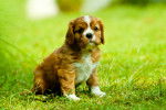 Photo Cavalier King Charles Spaniel