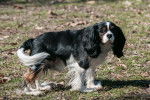 Photo Cavalier King Charles Spaniel