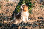 Photo Cavalier King Charles Spaniel