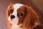 Photo Cavalier King Charles Spaniel