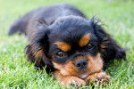 Photo Cavalier King Charles Spaniel