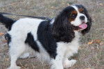 Photo Cavalier King Charles Spaniel