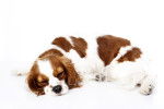 Photo Cavalier King Charles Spaniel