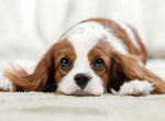 Un Cavalier King Charles est allongé sur la moquette