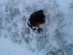 beebop - Cavalier King Charles Spaniel (3 mois)