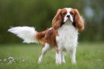 Photo Cavalier King Charles Spaniel