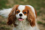 Un Cavalier King Charles Spaniel regardant vers la cam&eacute;ra