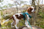 Un Cavalier King Charles Spaniel sur un rocher et qui est tenu en laisse 