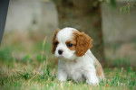 Un chiot Cavalier King Charles Spaniel assis sur une surface gazonnée